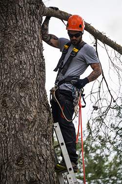 Professional from one of many tree companies in Ocean County at work removing a tree limb